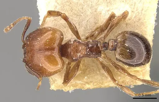 Pheidole atticola specimen CASENT0908292 image casent0908292_1