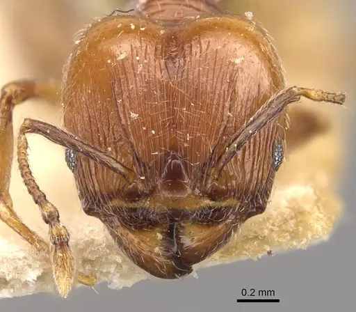 Pheidole atticola specimen CASENT0908292 image casent0908292_2