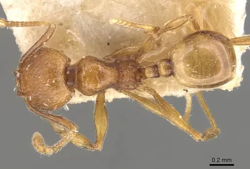 Pheidole atticola specimen CASENT0908293 image casent0908293_1
