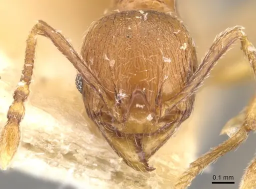 Pheidole atticola specimen CASENT0908293 image casent0908293_2