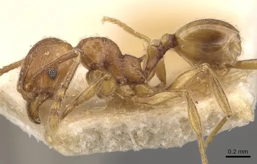 Pheidole atticola specimen CASENT0908293 image casent0908293_3