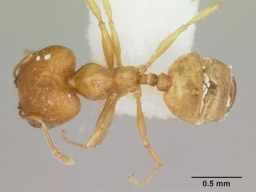 Pheidole aurea specimen CASENT0172956 image casent0172956_1