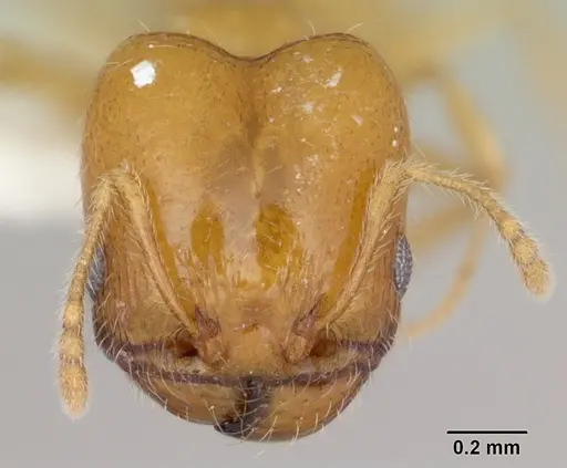 Pheidole aurea specimen CASENT0172956 image casent0172956_2
