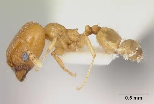 Pheidole aurea specimen CASENT0172956 image casent0172956_3