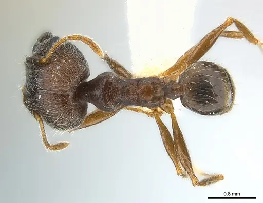 Pheidole aurivillii specimen CASENT0217102 image casent0217102_1