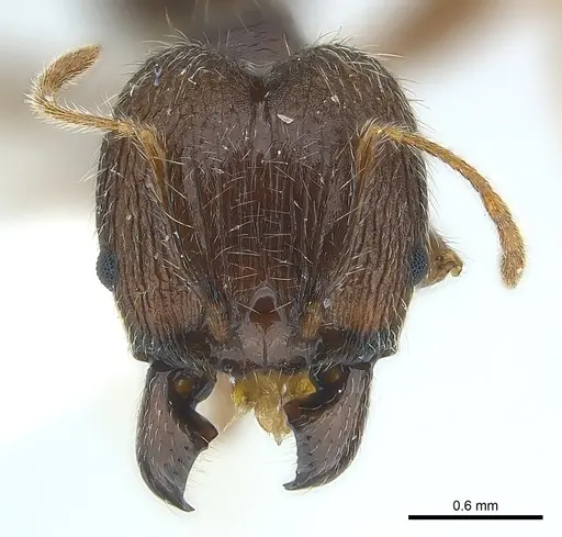 Pheidole aurivillii specimen CASENT0217102 image casent0217102_2