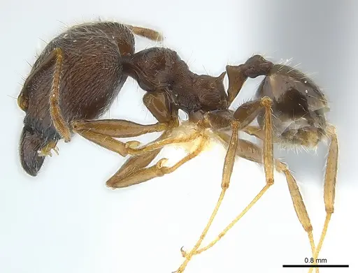 Pheidole aurivillii specimen CASENT0217102 image casent0217102_3