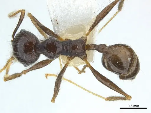 Pheidole aurivillii specimen CASENT0217103 image casent0217103_1