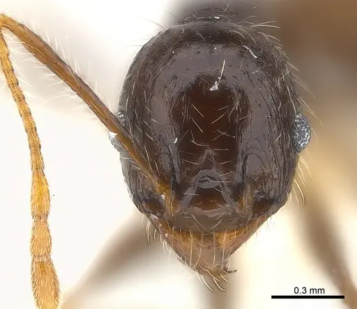 Pheidole aurivillii specimen CASENT0217103 image casent0217103_2