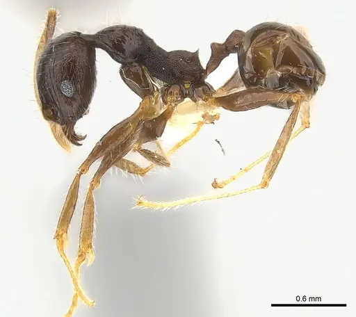 Pheidole aurivillii specimen CASENT0217103 image casent0217103_3