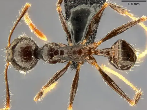 Pheidole aurivillii specimen CASENT0283192 image casent0283192_1