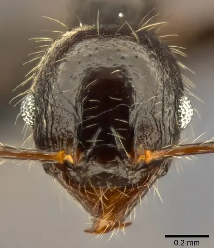 Pheidole aurivillii specimen CASENT0283192 image casent0283192_2