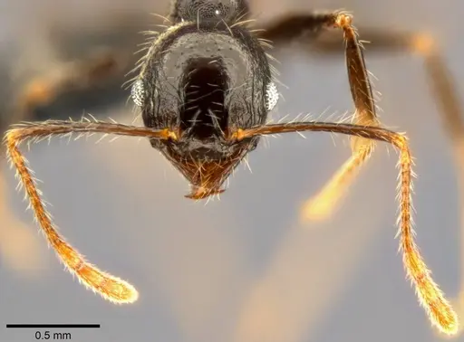 Pheidole aurivillii specimen CASENT0283192 image casent0283192_3