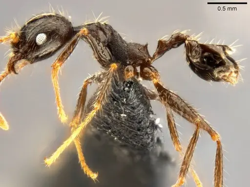 Pheidole aurivillii specimen CASENT0283192 image casent0283192_4