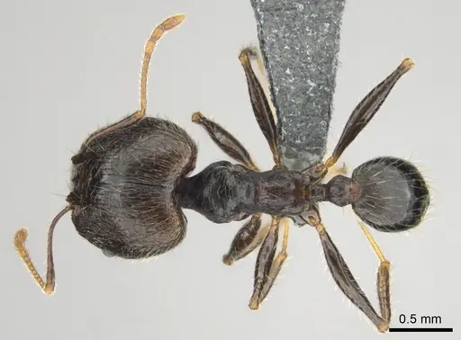 Pheidole aurivillii specimen CASENT0815689 image casent0815689_1