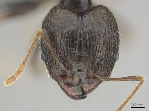 Pheidole aurivillii specimen CASENT0815689 image casent0815689_2