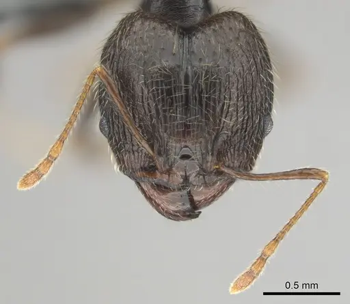 Pheidole aurivillii specimen CASENT0815689 image casent0815689_3
