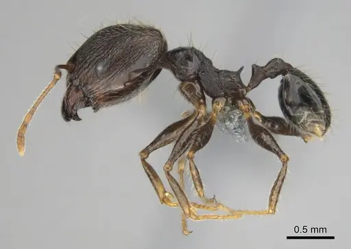 Pheidole aurivillii specimen CASENT0815689 image casent0815689_4