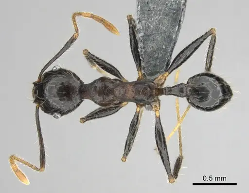 Pheidole aurivillii specimen CASENT0815696 image casent0815696_1