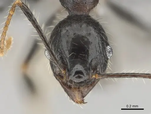 Pheidole aurivillii specimen CASENT0815696 image casent0815696_2