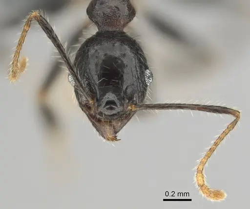 Pheidole aurivillii specimen CASENT0815696 image casent0815696_3