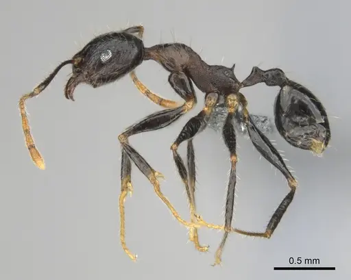 Pheidole aurivillii specimen CASENT0815696 image casent0815696_4