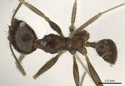Pheidole aurivillii specimen CASENT0901298 image casent0901298_1