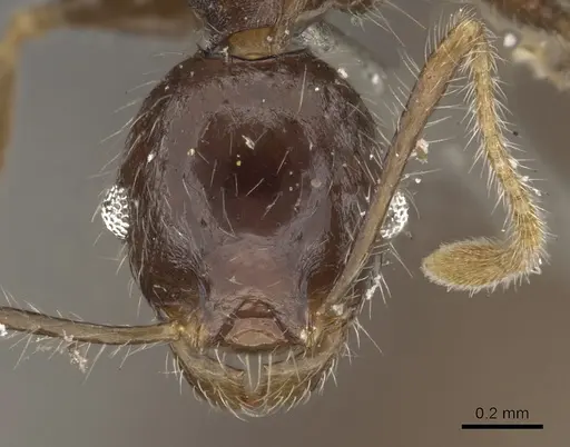 Pheidole aurivillii specimen CASENT0901298 image casent0901298_2