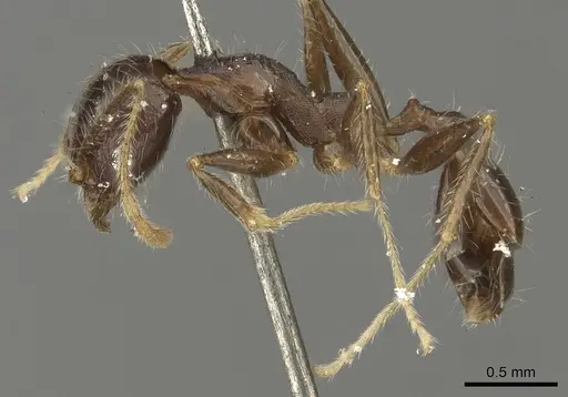 Pheidole aurivillii specimen CASENT0901298 image casent0901298_3