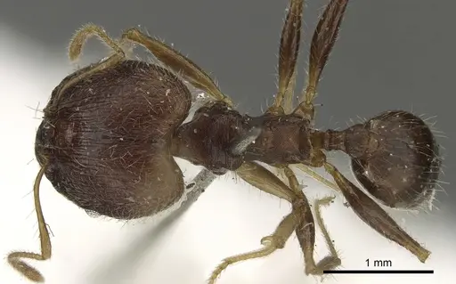 Pheidole aurivillii specimen CASENT0901299 image casent0901299_1
