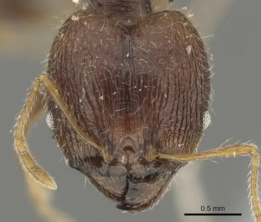 Pheidole aurivillii specimen CASENT0901299 image casent0901299_2