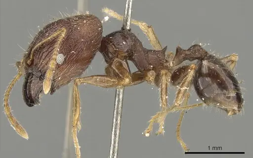 Pheidole aurivillii specimen CASENT0901299 image casent0901299_3