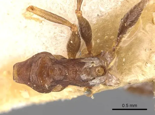 Pheidole aurivillii specimen CASENT0907807 image casent0907807_1