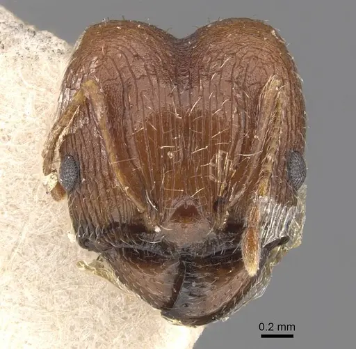 Pheidole aurivillii specimen CASENT0907807 image casent0907807_2
