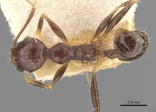 Pheidole aurivillii specimen CASENT0907808 image casent0907808_1