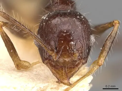 Pheidole aurivillii specimen CASENT0907808 image casent0907808_2