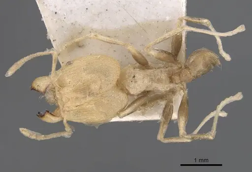 Pheidole aurivillii specimen CASENT0907809 image casent0907809_1