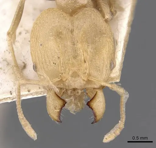 Pheidole aurivillii specimen CASENT0907809 image casent0907809_2
