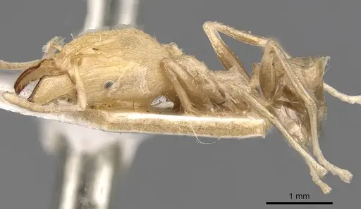 Pheidole aurivillii specimen CASENT0907809 image casent0907809_3