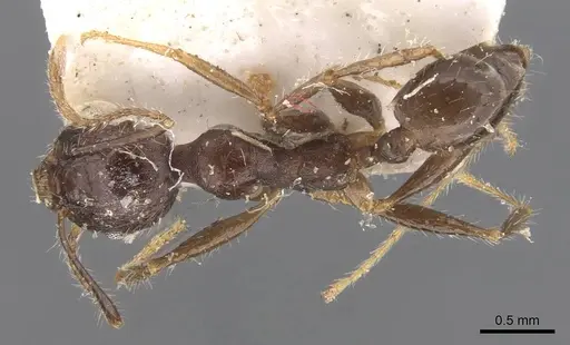 Pheidole aurivillii specimen CASENT0907810 image casent0907810_1