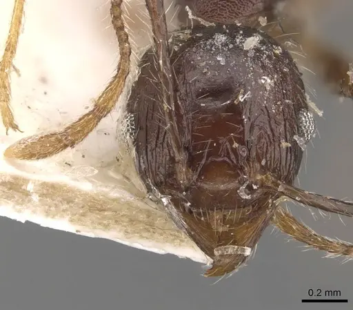 Pheidole aurivillii specimen CASENT0907810 image casent0907810_2