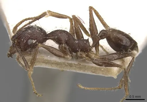 Pheidole aurivillii specimen CASENT0907810 image casent0907810_3