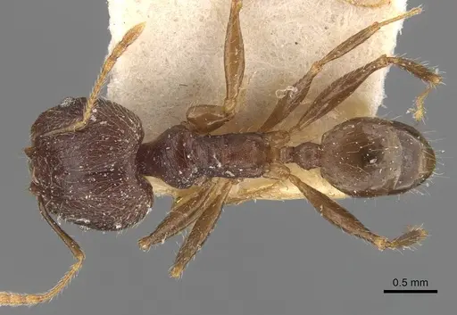 Pheidole aurivillii specimen CASENT0907811 image casent0907811_1