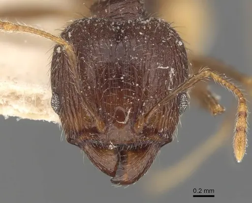Pheidole aurivillii specimen CASENT0907811 image casent0907811_2
