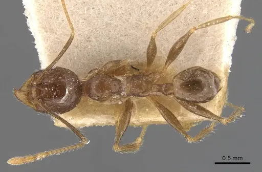 Pheidole aurivillii specimen CASENT0907812 image casent0907812_1