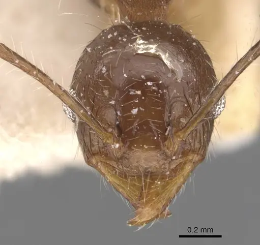 Pheidole aurivillii specimen CASENT0907812 image casent0907812_2