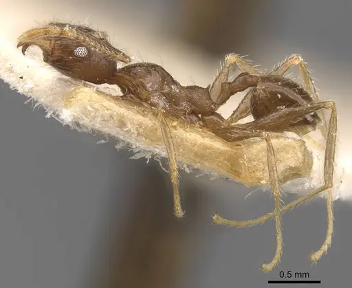 Pheidole aurivillii specimen CASENT0907812 image casent0907812_3
