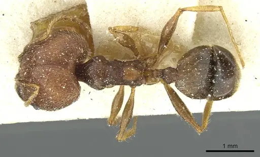Pheidole aurivillii specimen CASENT0913274 image casent0913274_1