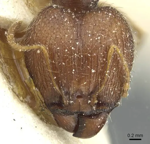 Pheidole aurivillii specimen CASENT0913274 image casent0913274_2