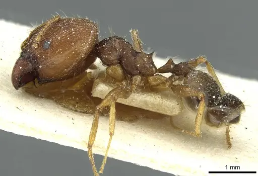 Pheidole aurivillii specimen CASENT0913274 image casent0913274_3